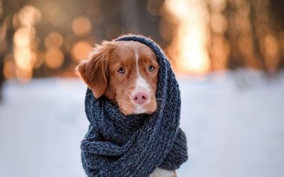 Winter Care Tips For Your Dog