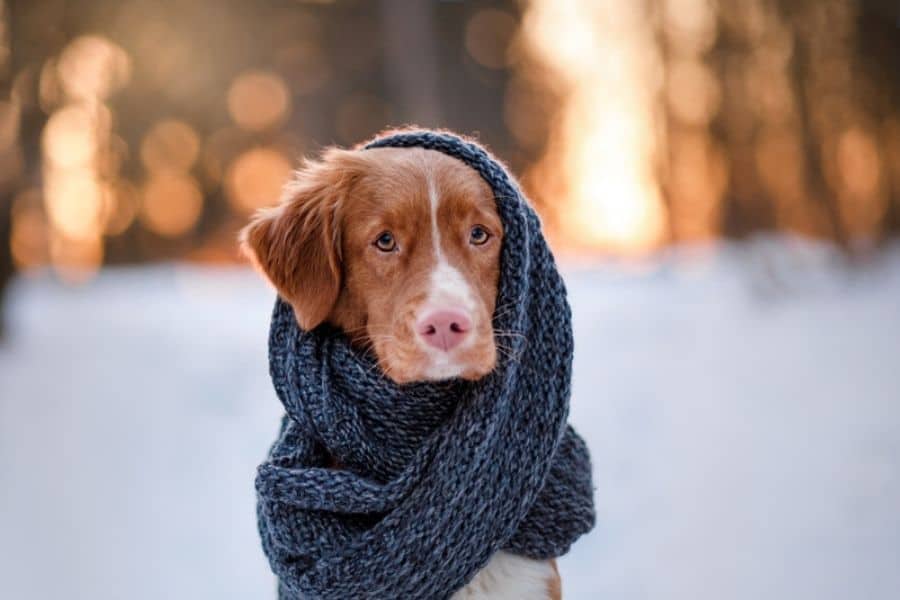 Winter Care Tips For Your Dog