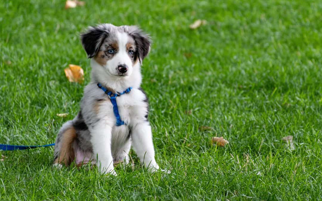 SIX STEPS TO FINDING A DOG WALKER IN PHILADELPHIA