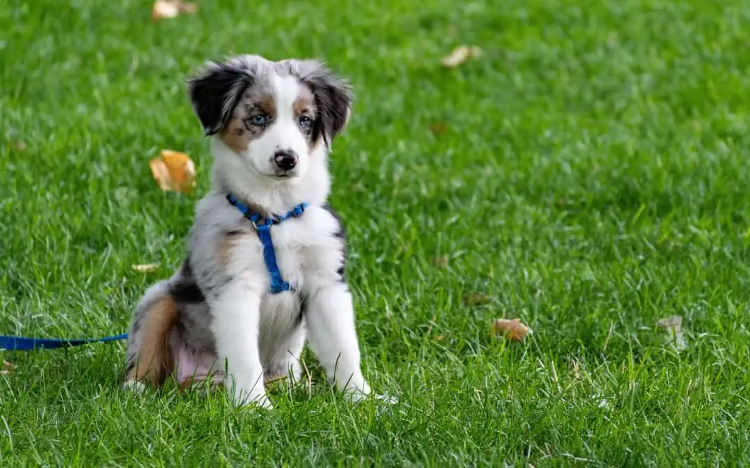 SIX STEPS TO FINDING A DOG WALKER IN PHILADELPHIA