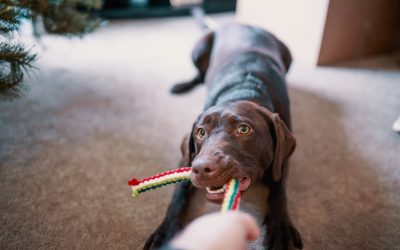 BarkBox-Why choose a monthly subscription for dog?