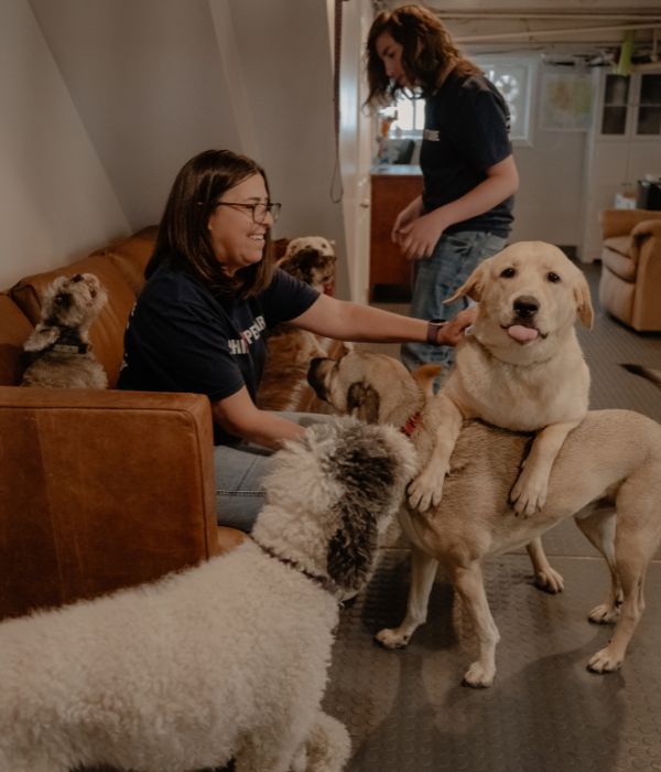 Dog Daycare Visits Philadelphia Philly Pet Care
