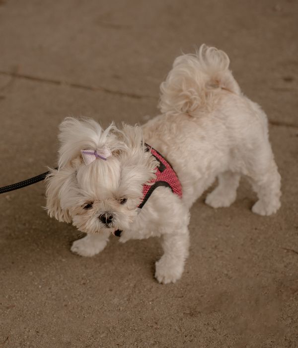 Private Dog Walking Philadelphia Philly Pet Care